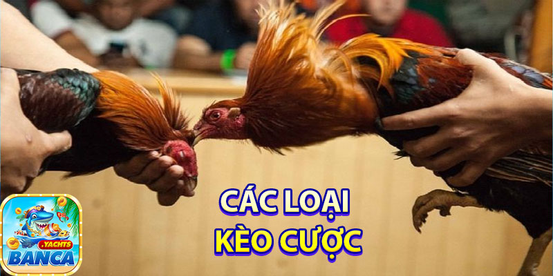 Các loại kèo cược trong đá gà tre tại Banca