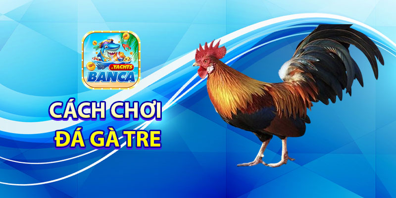 Cách chơi đá gà tre tại Banca
