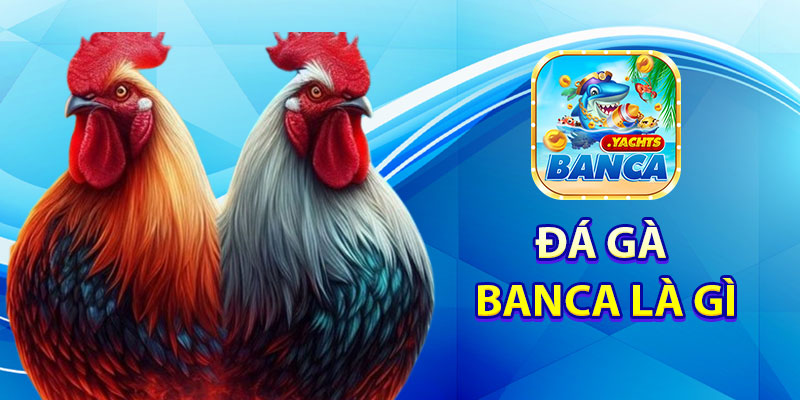 Đá Gà Banca Là Gì?